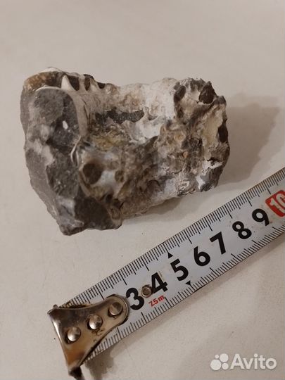 Окаменелость Аммонит Крупный С Кристаллами