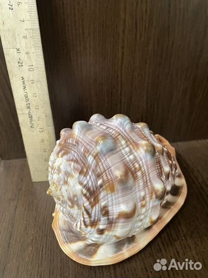 Большая ракушка из Африки