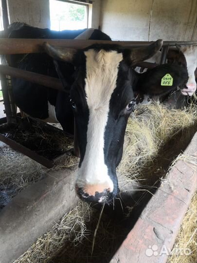 Корова дойная с теленком