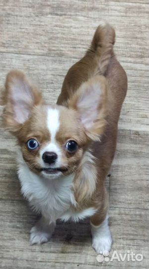 Чихуахуа мальчик