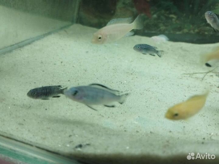 Мальки цихлид Елоу и Голубая зебра