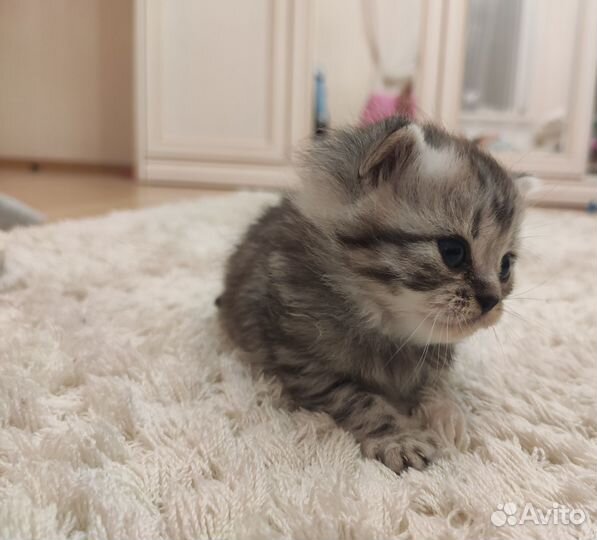 Шотландская кошечка