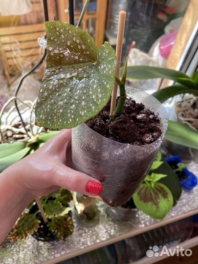 Бегония королевская черенки