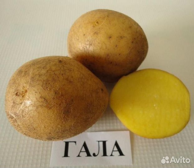 Картофель семенной сорта гала
