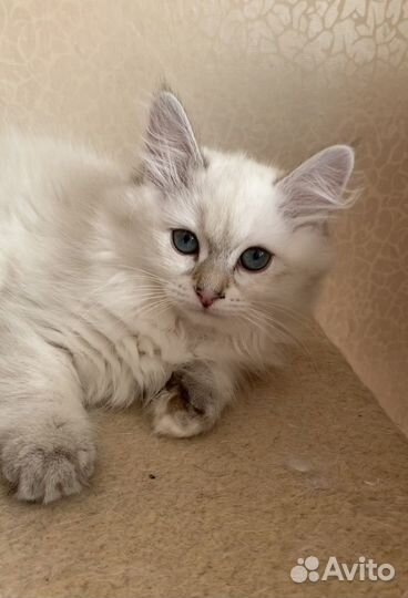 Невская маскарадная