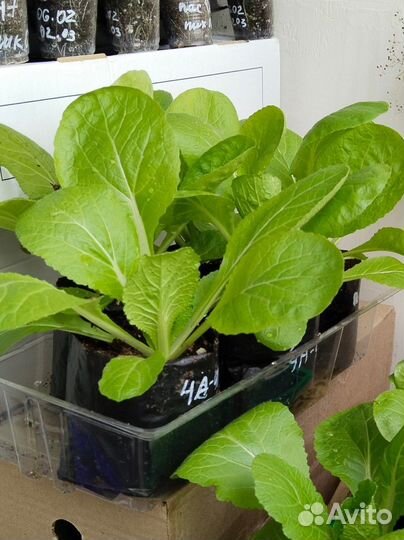 Пекинская капуста (10 шт) с зкс