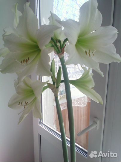 Амариллис (Германия), белый крупно-цветковый