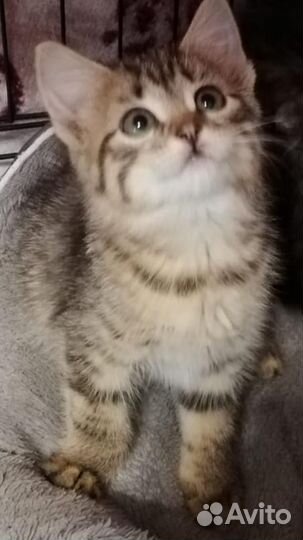 Котенок девочка