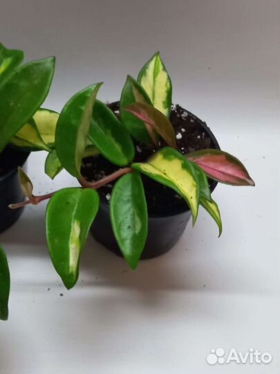 Хойя триколор