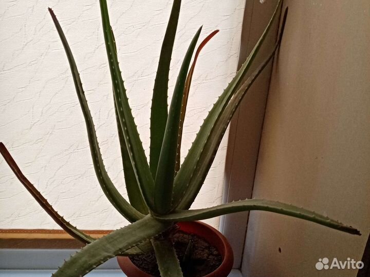 Алоэ 4 года