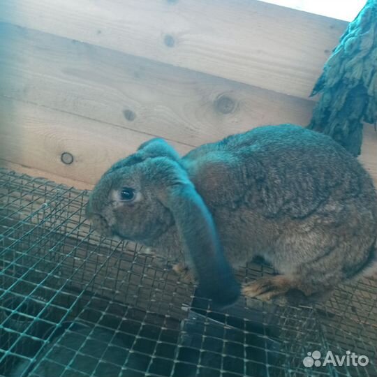 Помесные кролики на разведение и на мясо