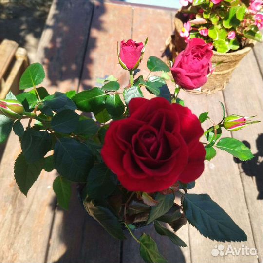 Роза в горшке