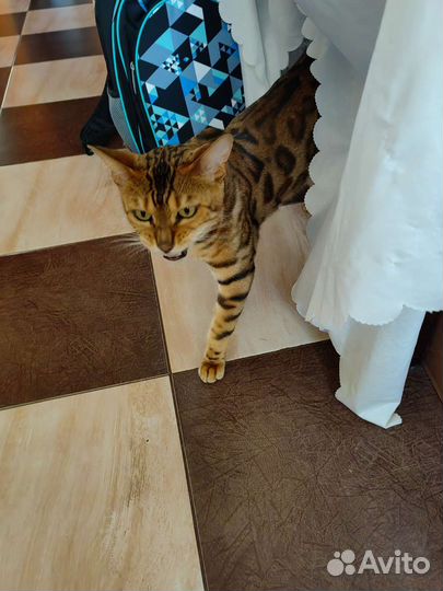 Бенгальская