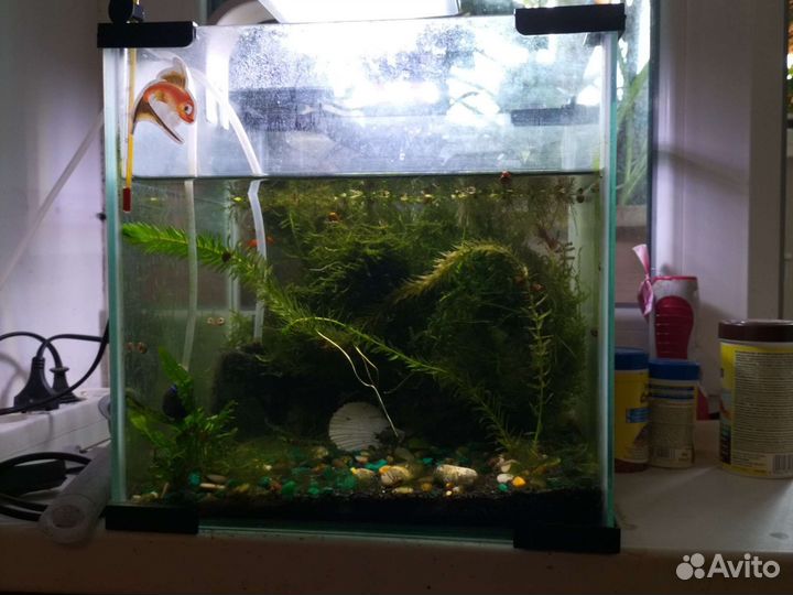 Аквариум 25 л с рыбками и растениями