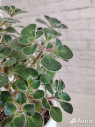 Комнатные растения