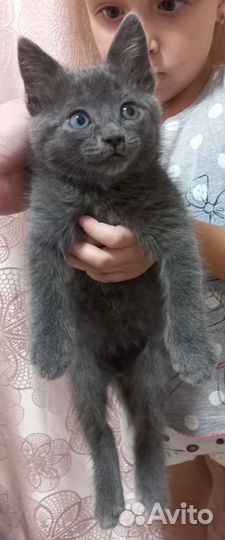 Котята ищут дом