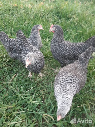 Куры несушки молодые, Не старьё под видом 8-9 мес