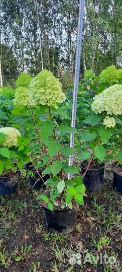 Гортензии метельчатая и древовидная