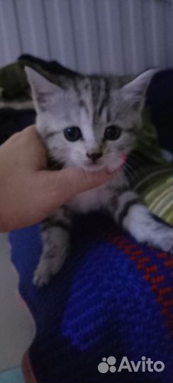 Отдам бесплатно животные