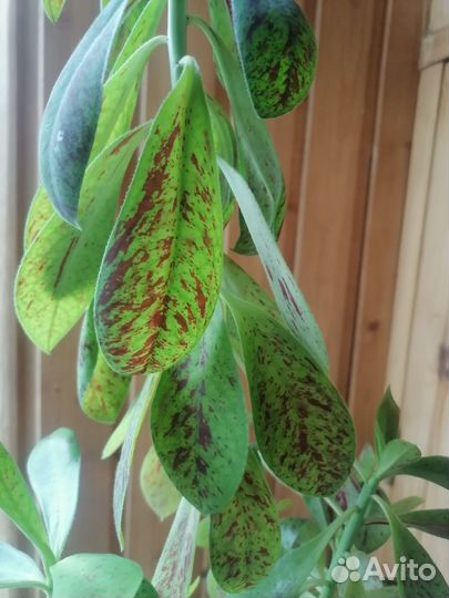 Колеус, Синадениум Гранта (молочай)