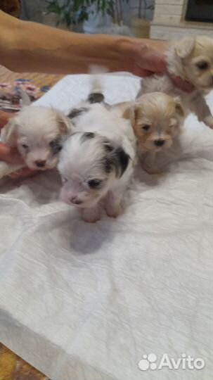 Мальтийская болонка