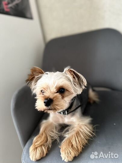 Йоркширский терьер вязка мальчик