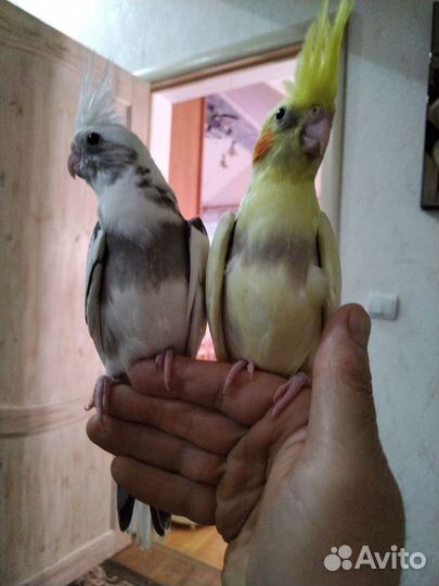 Корелла птенчики и говорящий корелл