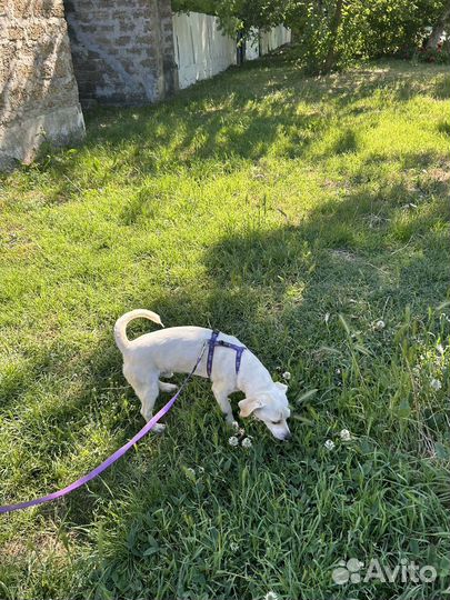 Маленькая собачка в добрые руки