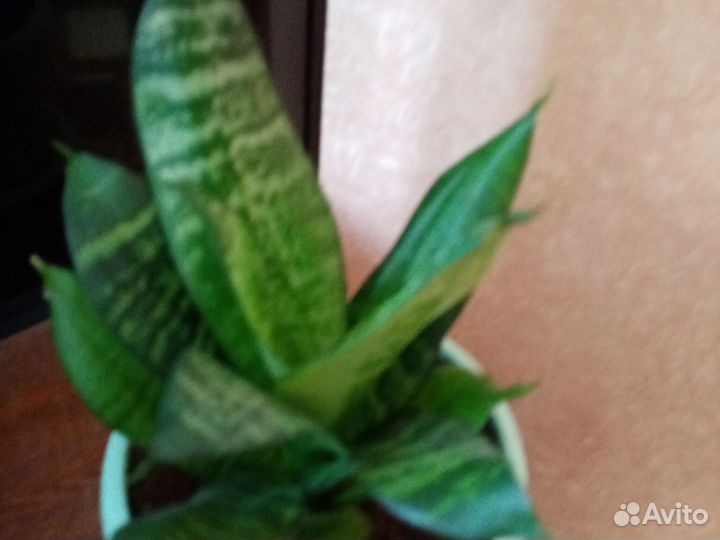 Комнатные растения