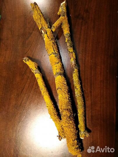 Палочки с лишайником