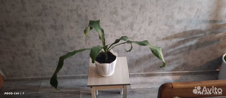 Комнатные цветы