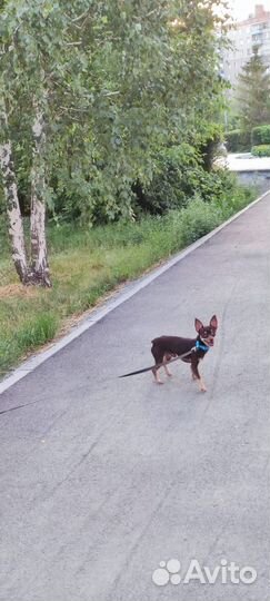 Случка собак