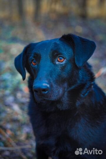 Самый любящий пес Тим