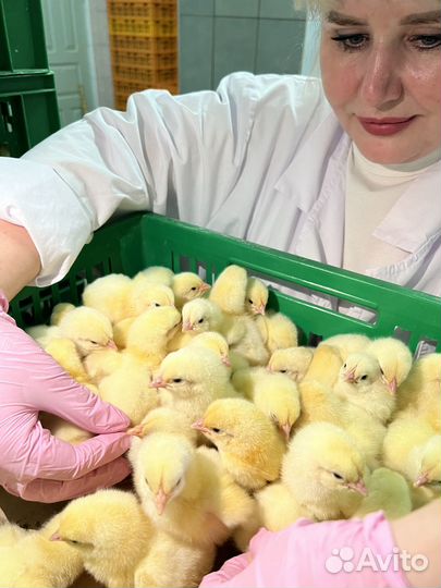 Суточные цыплята бройлеры Ross-308 и Cobb-500