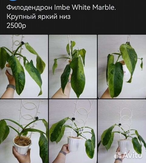 Диффенбахия