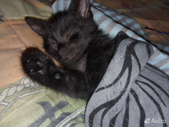 Отдам котят