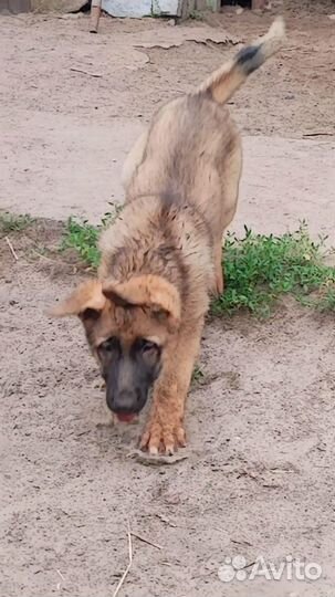 Щенок немецкой овчарки рабочего разведения