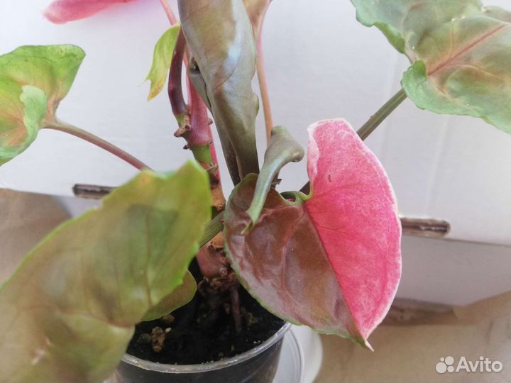 Сингониум клубничный лед