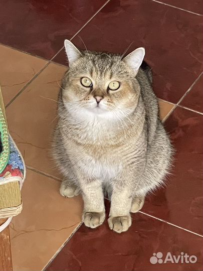 Котик для вязки