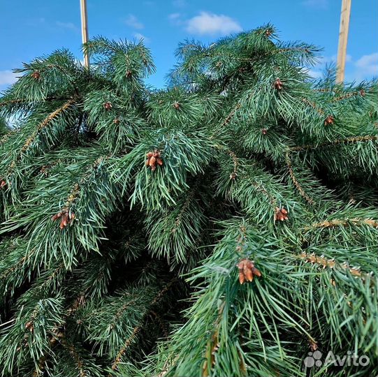 Свежие сосны с доставкой в Севастополь: новогодние