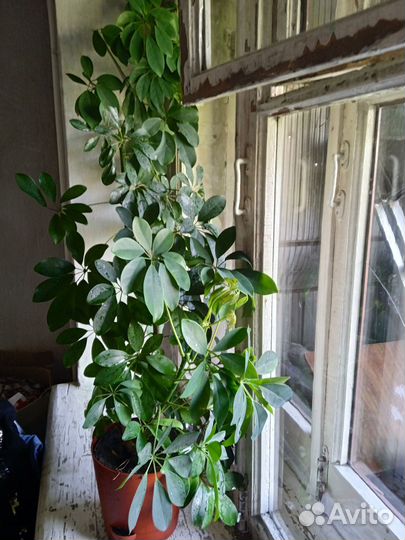 Продам шевлеру