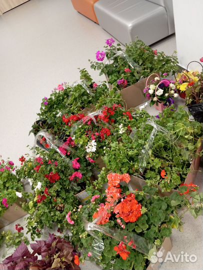 Герань и другие цветы бесплатно