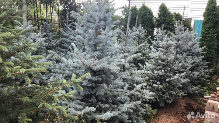 Голубая ель
