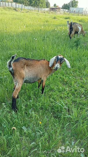 Козы дойные, козлята