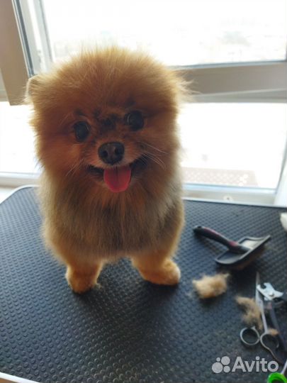 Стрижка кошек/собак.Груминг.Одинцово-1.Выезд