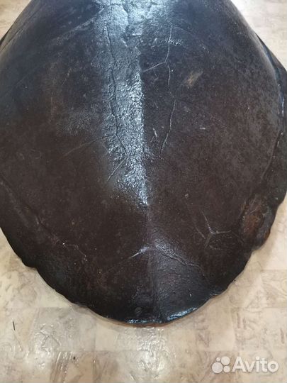 Панцирь черепахи