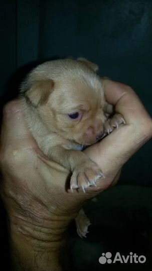 Ищем подружку для нашего мужчины