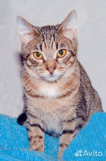 Кошка с сахарным диабетом - кошка Матрёшка