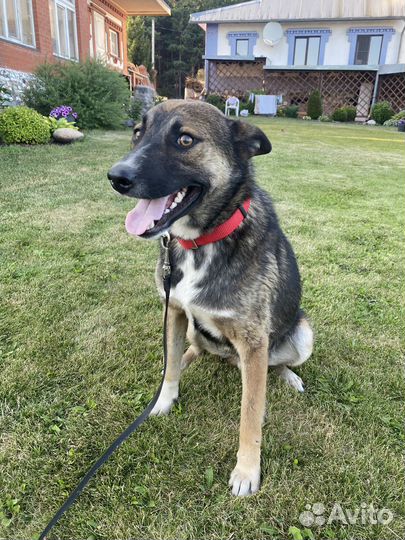 Отдам щенка мальчика в добрые руки