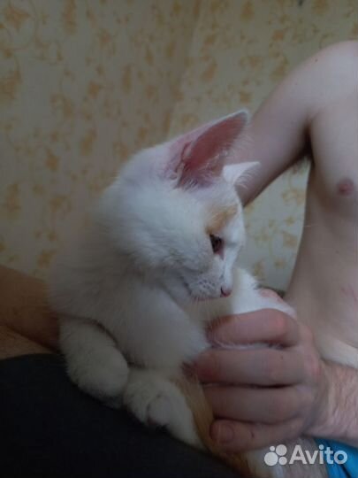 Кошка в дар бесплатно